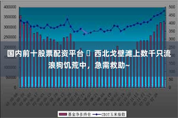 国内前十股票配资平台 ​西北戈壁滩上数千只流浪狗饥荒中，急需救助~