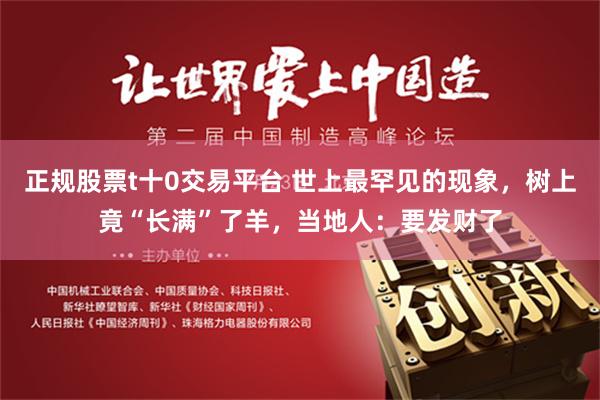 正规股票t十0交易平台 世上最罕见的现象，树上竟“长满”了羊，当地人：要发财了