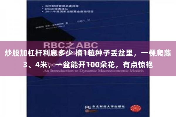 炒股加杠杆利息多少 摘1粒种子丢盆里，一棵爬藤3、4米，一盆能开100朵花，有点惊艳