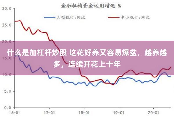 什么是加杠杆炒股 这花好养又容易爆盆，越养越多，连续开花上十年