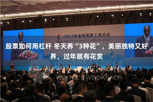 股票如何用杠杆 冬天养“3种花”，美丽独特又好养，过年就有花赏