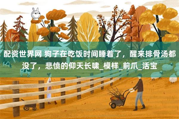 配资世界网 狗子在吃饭时间睡着了，醒来排骨汤都没了，悲愤的仰天长啸_模样_前爪_活宝
